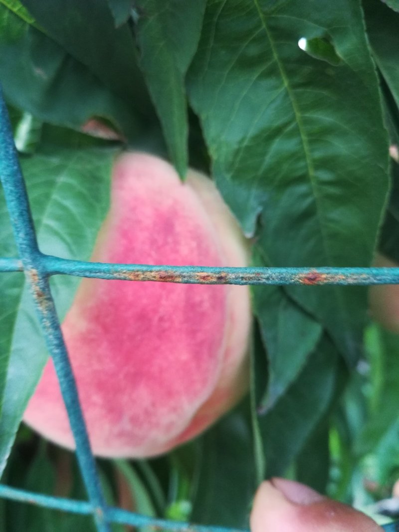 水蜜桃