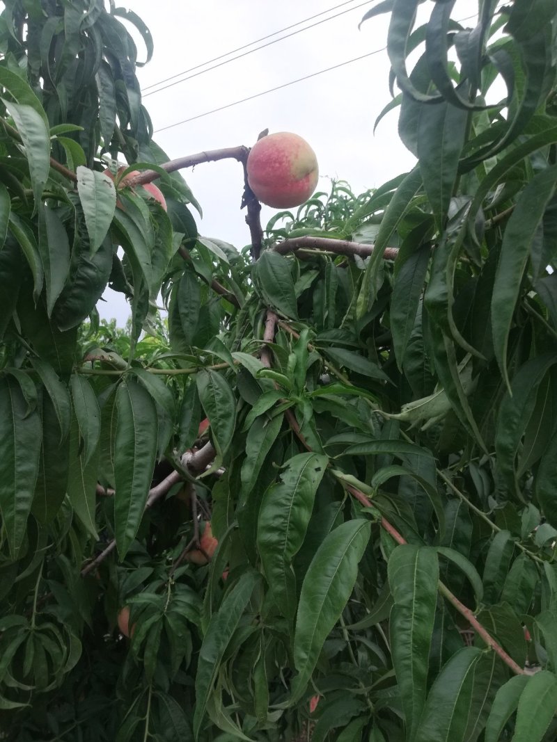 水蜜桃