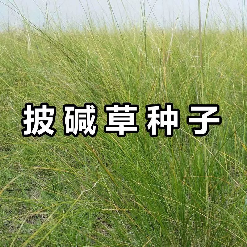 披碱草种子碱茅草抗风沙耐旱耐盐碱耐寒多年生四季牧草种