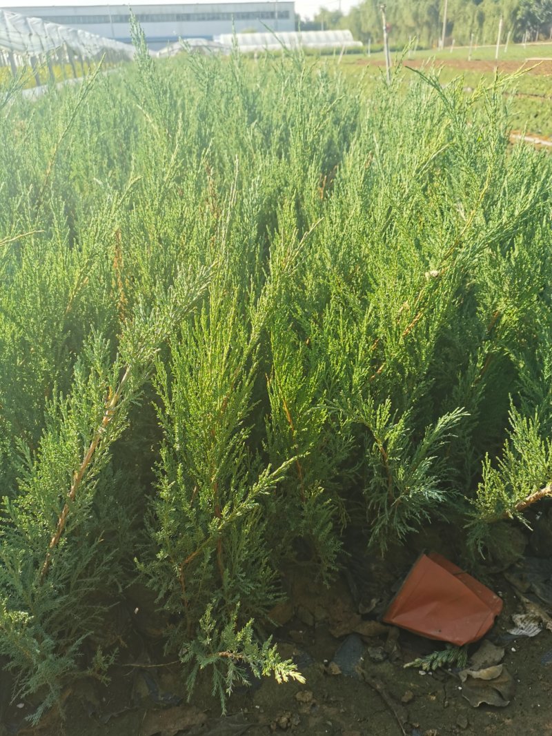 沙地柏基地直供一手货源常年供应