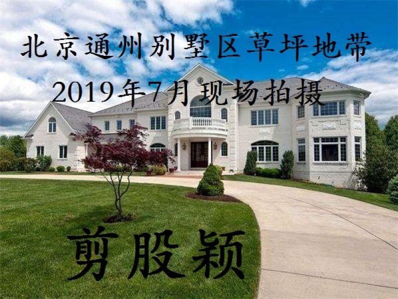 剪股颖不修剪草坪草皮种子草籽四季常青高档庭院会所高尔夫