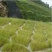 弯叶画眉草种子高速公路护坡河岸护堤水土保持植被草籽