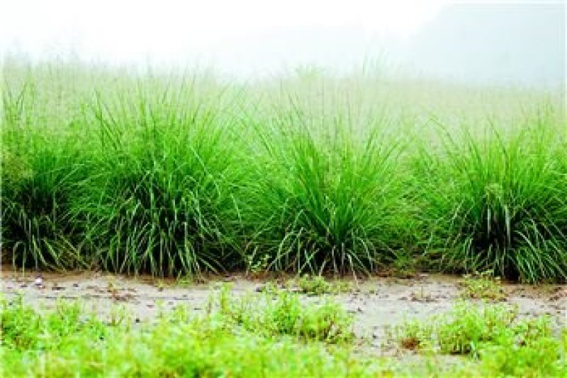 弯叶画眉草种子高速公路护坡河岸护堤水土保持植被草籽
