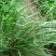 弯叶画眉草种子高速公路护坡河岸护堤水土保持植被草籽