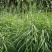 弯叶画眉草种子高速公路护坡河岸护堤水土保持植被草籽