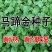 马蹄金草种草籽马蹄筋铜钱草种子