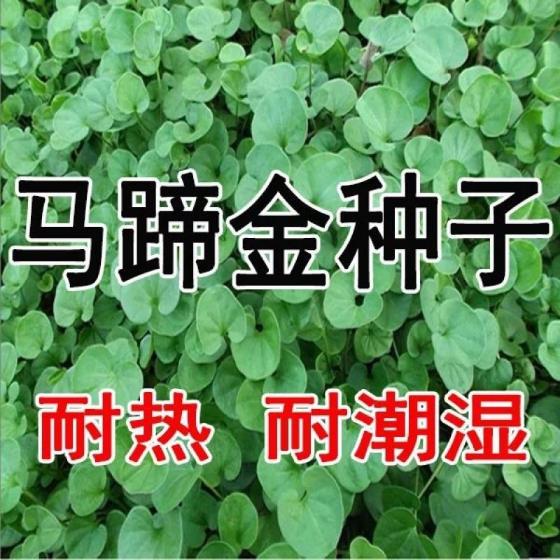 马蹄金草种草籽马蹄筋铜钱草种子