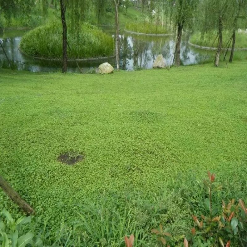 马蹄金草种草籽马蹄筋铜钱草种子