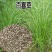 百喜草种子道路护坡水土保持牧草草籽公路堤坝绿化