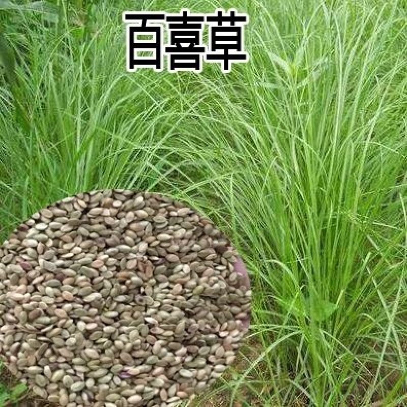 百喜草种子道路护坡水土保持牧草草籽公路堤坝绿化