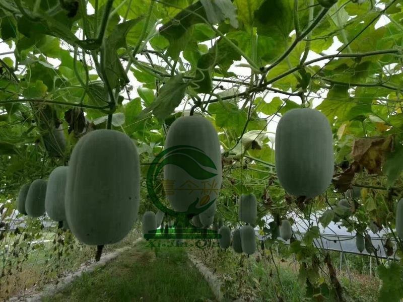 粉莉实心小冬瓜种早熟耐热口感绵软清甜爬地撘架均可