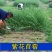 进口紫花苜蓿草种黑麦草种籽紫云英多年生四季耐寒南北方牧草