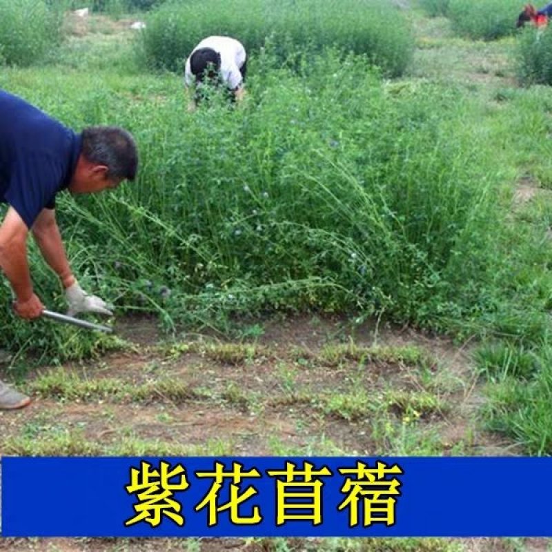 进口紫花苜蓿草种黑麦草种籽紫云英多年生四季耐寒南北方牧草