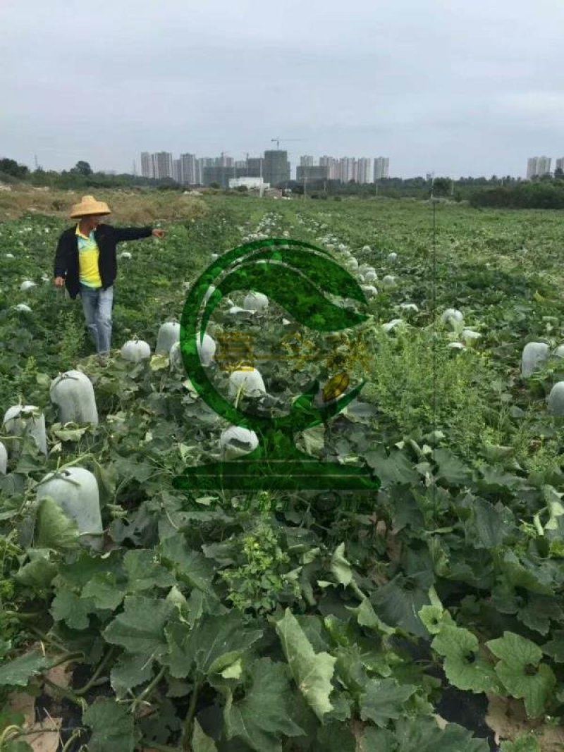 南海短粉皮冬瓜种子中筒高产耐储运