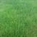 草坪种子四季青庭院护坡绿化紫羊茅高羊茅草坪草种子