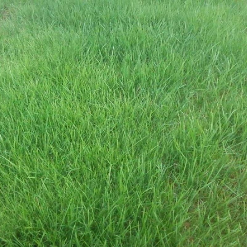草坪种子四季青庭院护坡绿化紫羊茅高羊茅草坪草种子