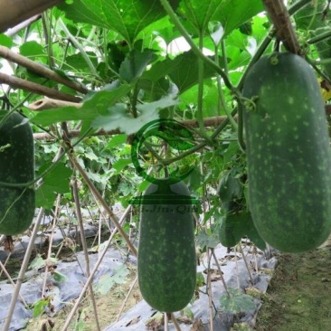短翠3号甜节瓜早熟皮色翠绿瓜短筒均匀座果力强