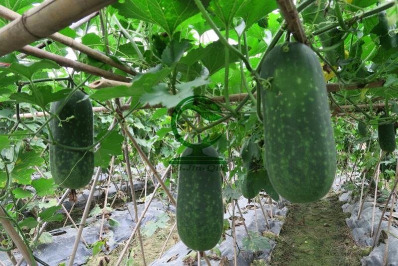 短翠3号甜节瓜早熟皮色翠绿瓜短筒均匀座果力强