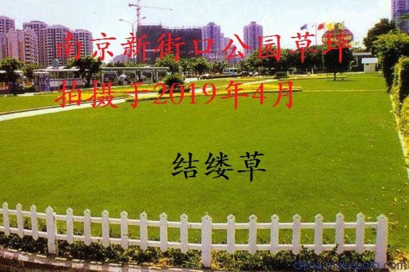 进口草坪种子日本结缕草草籽细叶结缕草种子沟叶结缕草种子