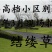 进口草坪种子日本结缕草草籽细叶结缕草种子沟叶结缕草种子