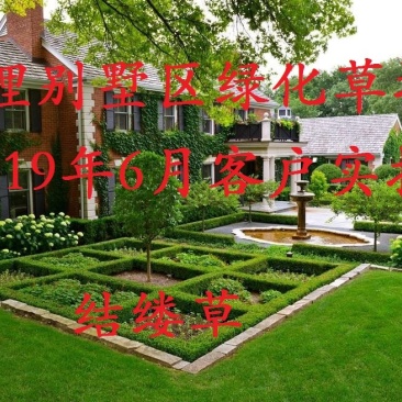 进口草坪种子日本结缕草草籽细叶结缕草种子沟叶结缕草种子
