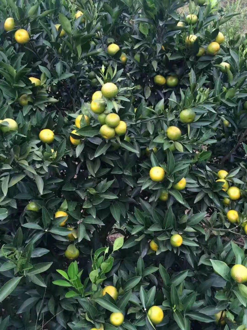 十月荔浦金秀南丰桔上市，甜蜜蜜糖分充足，欢迎老板