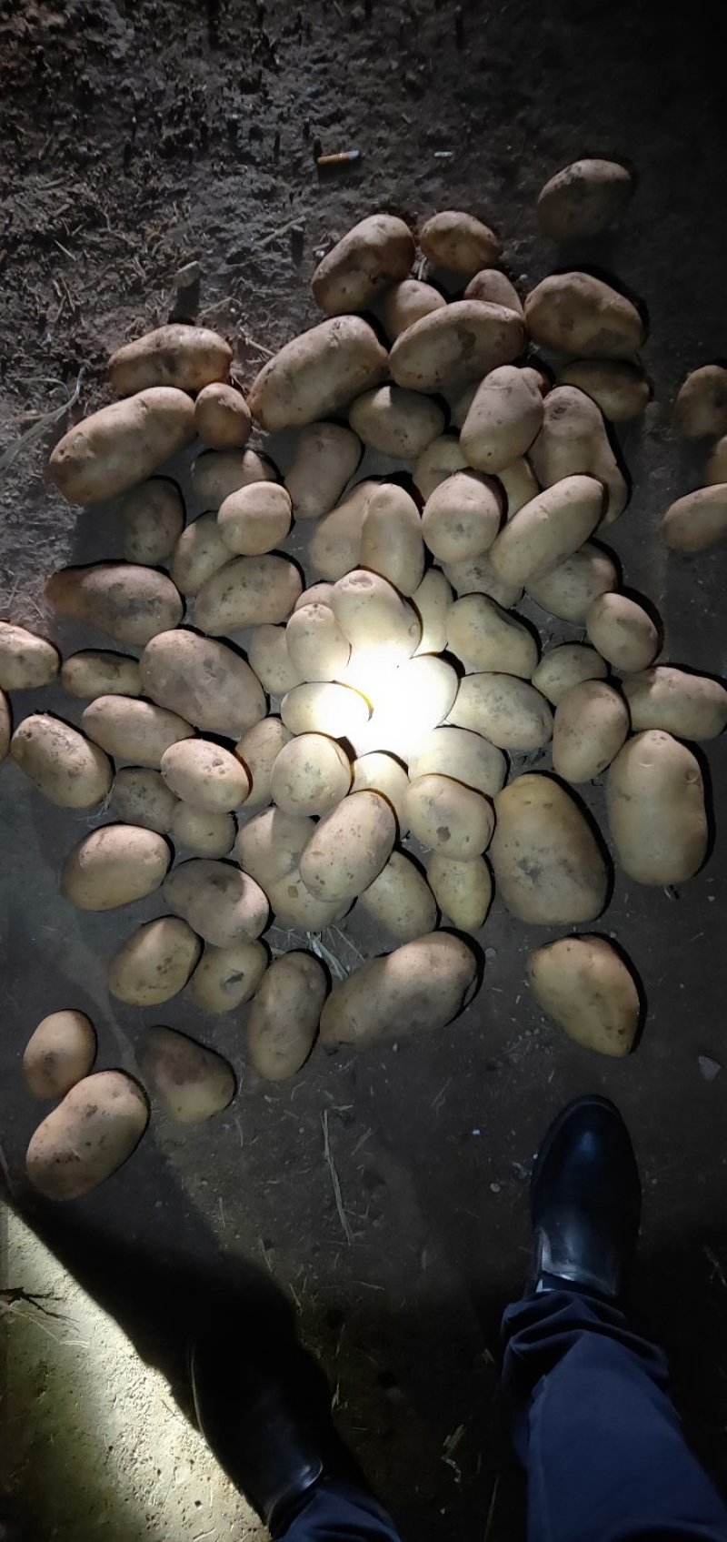 内蒙古四子王旗土豆大量出库沃土五号土豆黄心土豆批发市场