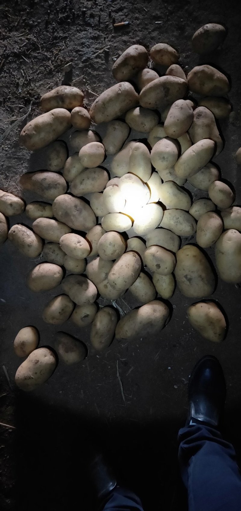 内蒙古四子王旗土豆大量出库沃土五号土豆黄心土豆批发市场
