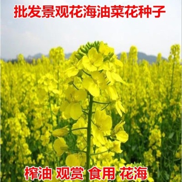 油菜籽观赏油菜花种子油菜种子高产榨油油菜籽北方耐寒牧草