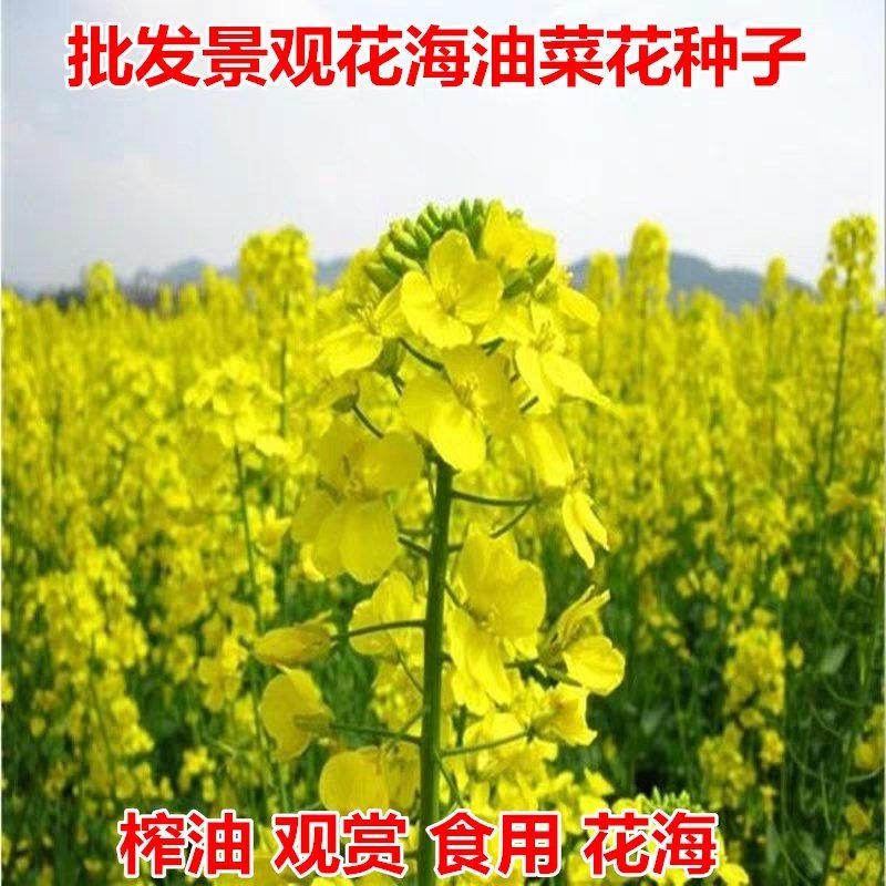 油菜籽观赏油菜花种子油菜种子高产榨油油菜籽北方耐寒牧草