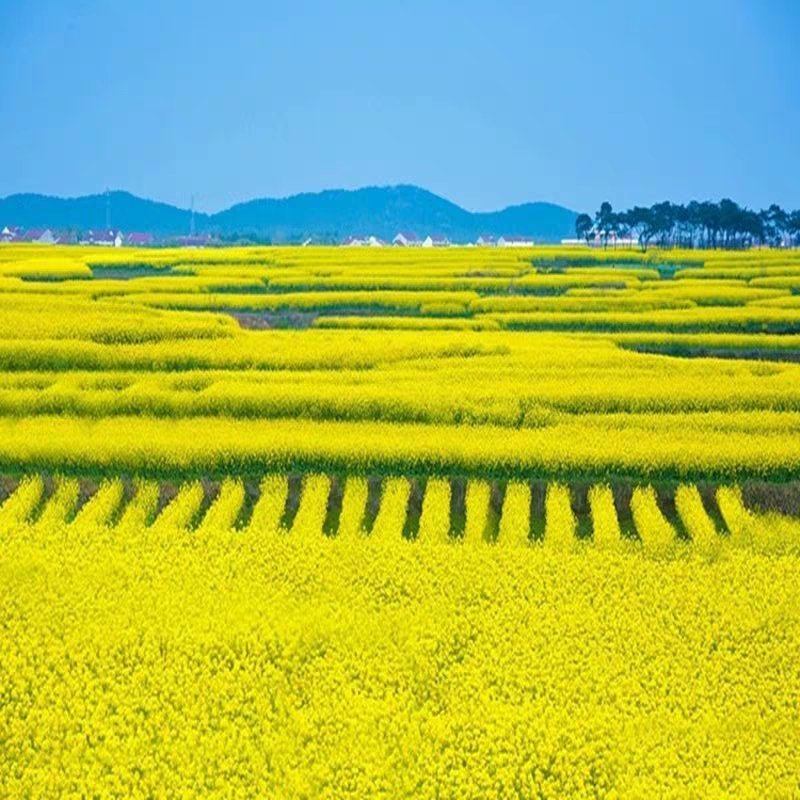油菜籽观赏油菜花种子油菜种子高产榨油油菜籽北方耐寒牧草