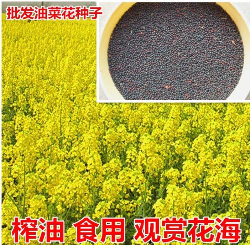 油菜籽观赏油菜花种子油菜种子高产榨油油菜籽北方耐寒牧草