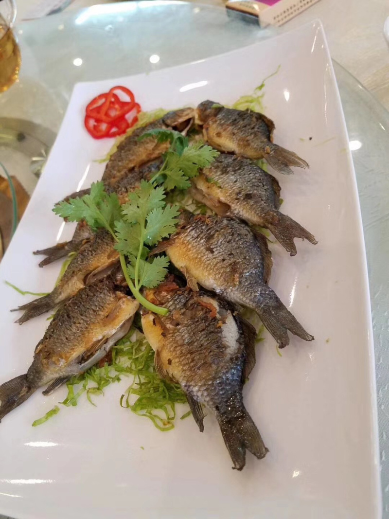 软骨鲫鱼