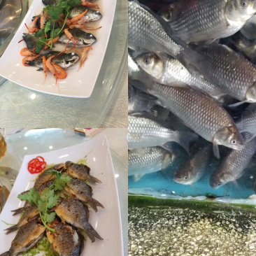 软骨鲫鱼