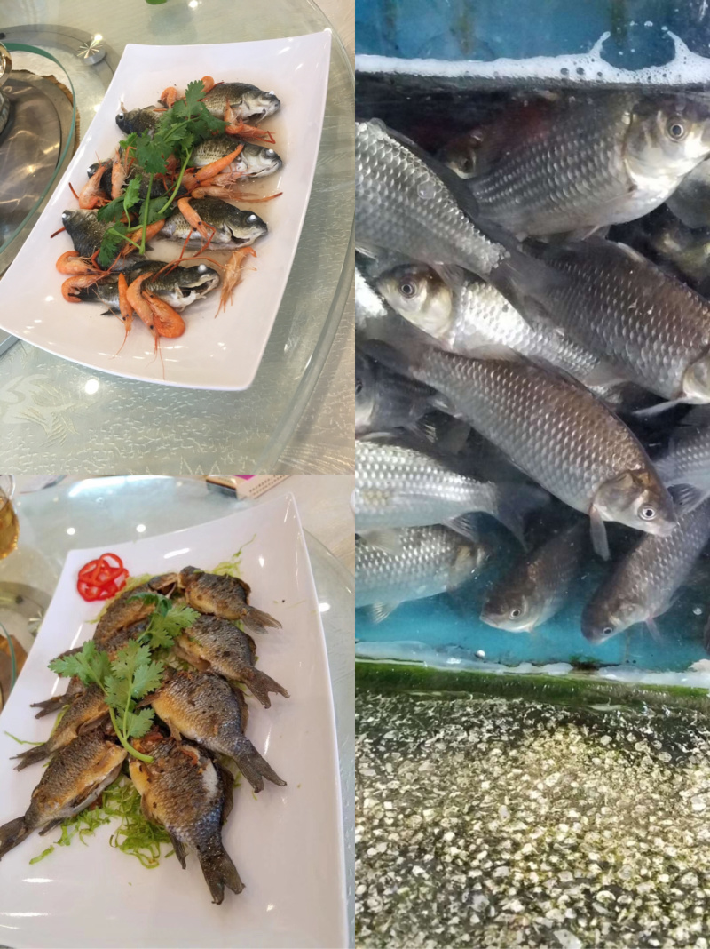 软骨鲫鱼
