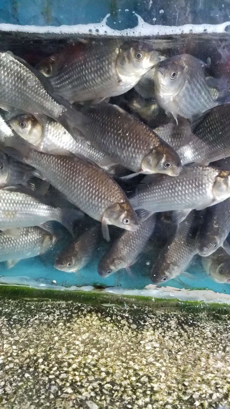 软骨鲫鱼