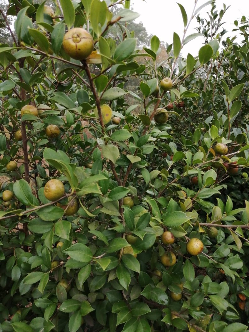 山茶油果