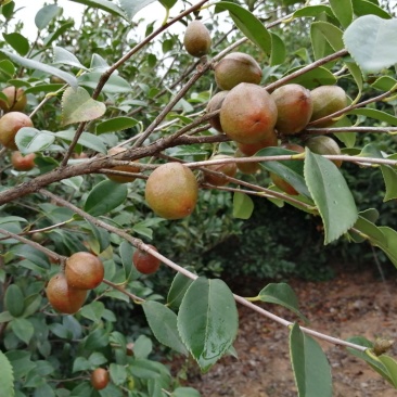 山茶油果