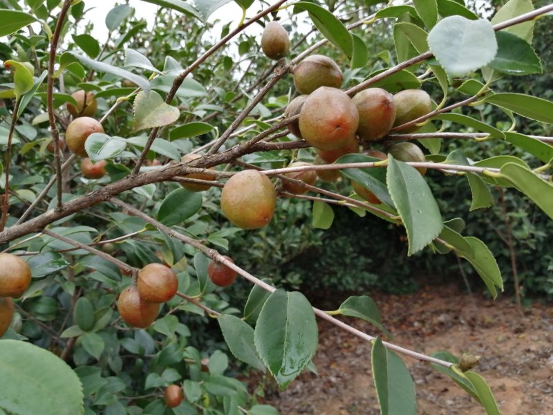 山茶油果