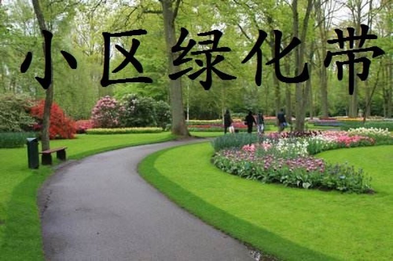 进口四季青草坪种子狗牙根高羊茅百慕大马尼拉发芽率98%上