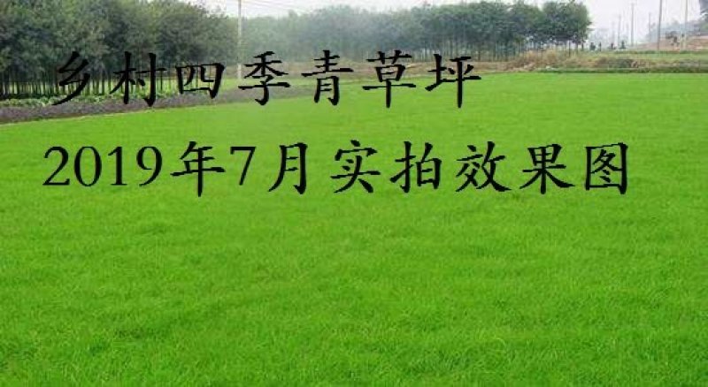 进口四季青草坪种子狗牙根高羊茅百慕大马尼拉发芽率98%上
