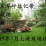 进口四季青草坪种子狗牙根高羊茅百慕大马尼拉发芽率98%上