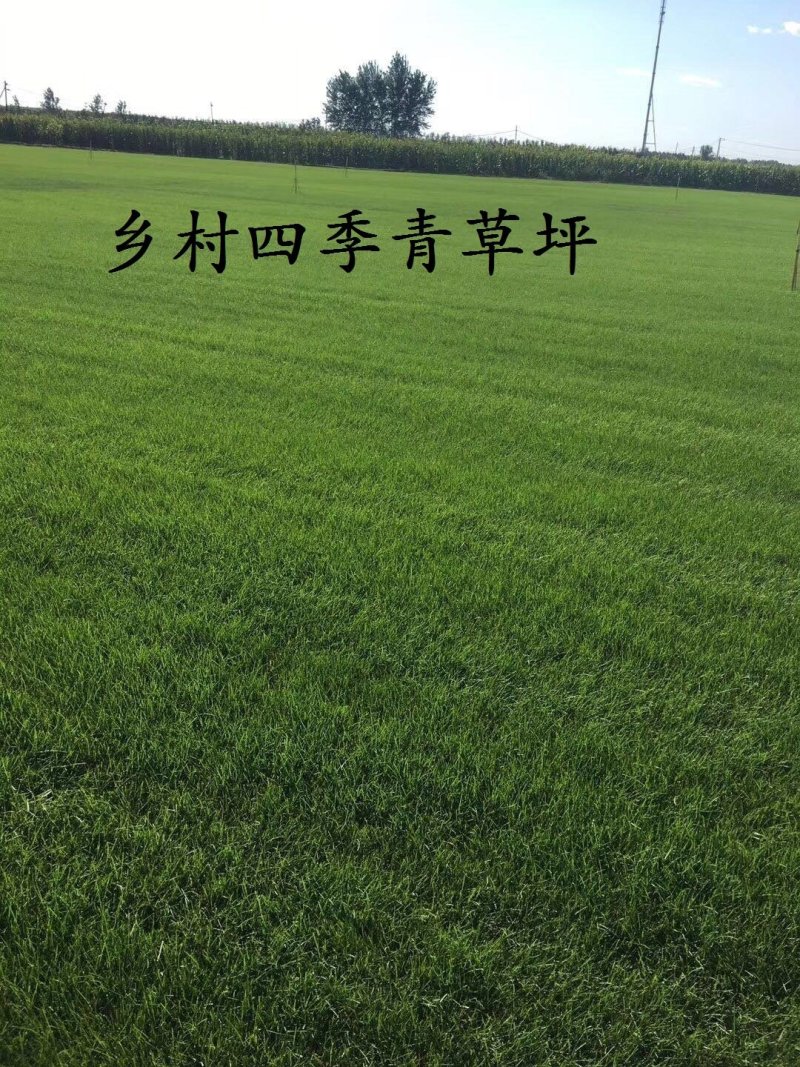 进口四季青草坪种子狗牙根高羊茅百慕大马尼拉发芽率98%上