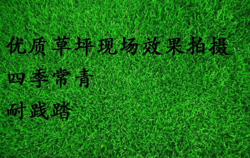 进口四季青草坪种子狗牙根高羊茅百慕大马尼拉发芽率98%上