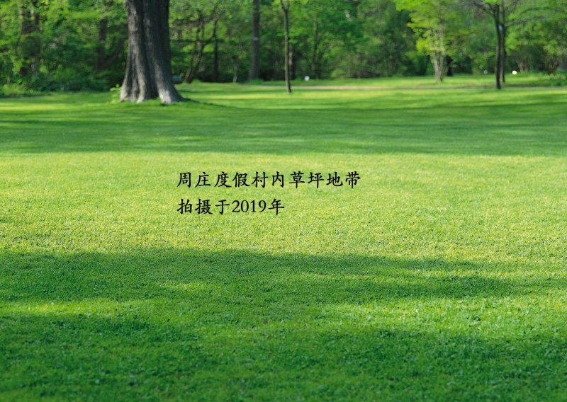 进口四季青草坪种子狗牙根高羊茅百慕大马尼拉发芽率98%上
