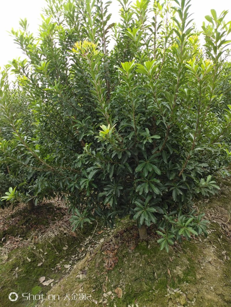 宁波慈溪市荸荠种杨梅树