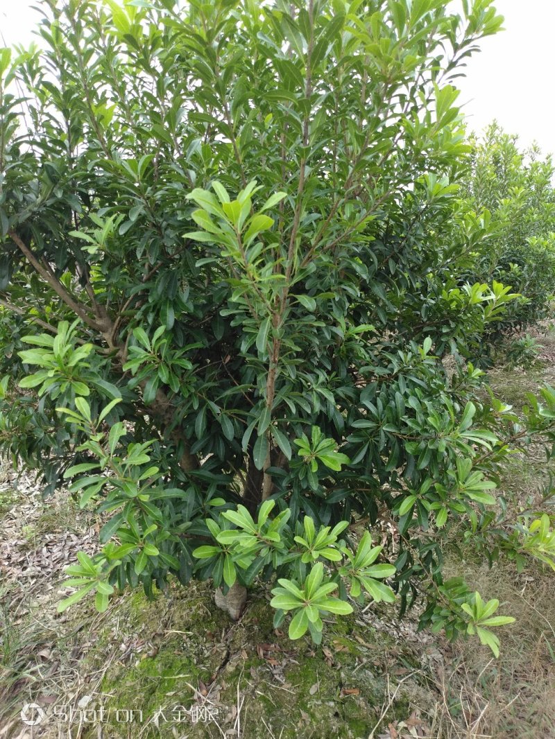 宁波慈溪市荸荠种杨梅树