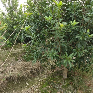 宁波慈溪市荸荠种杨梅树