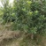 宁波慈溪市荸荠种杨梅树