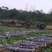 【推荐】精品黑皮甘蔗产地大量上，量大价优欢迎合作下单